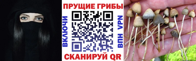 mega как войти  Ковдор  Псилоцибиновые грибы мицелий 